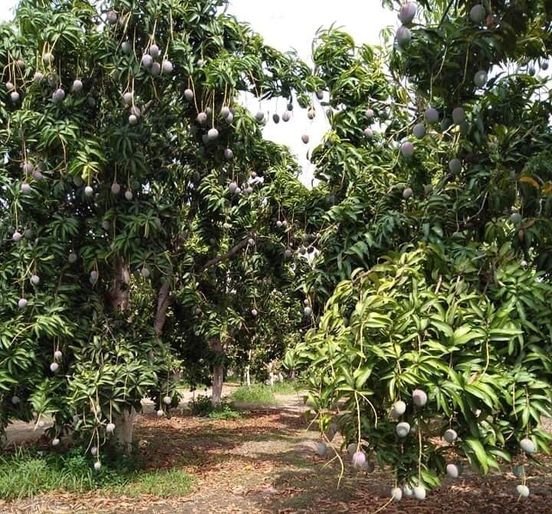 Lluvias benefician a los mangueros de El Rosario..