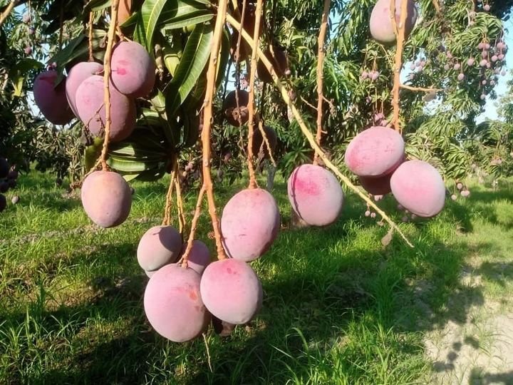 A la baja el precio del mango en el sur de Sinaloa