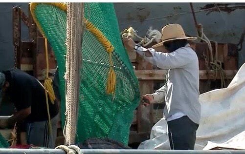 Revisan flota mazatleca para recertificación del camarón mexicano