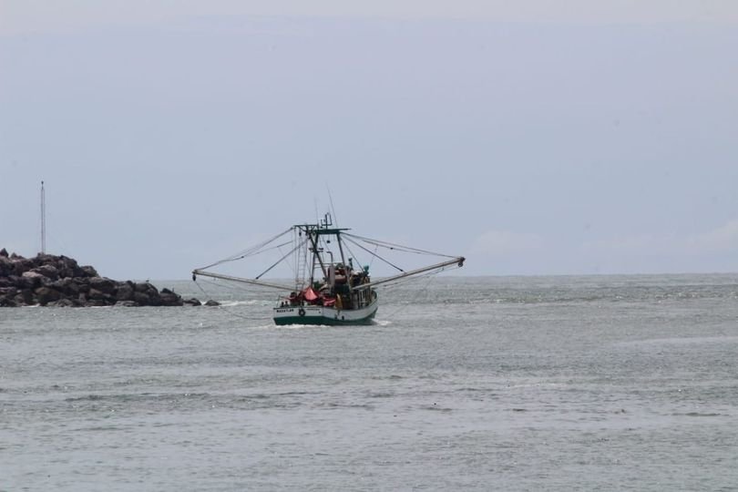 Temporada incierta; reportan poco camarón en altamar