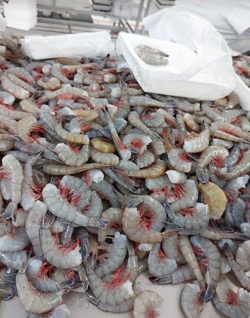 Disminuye producción de camarón azul un 40% en los últimos años