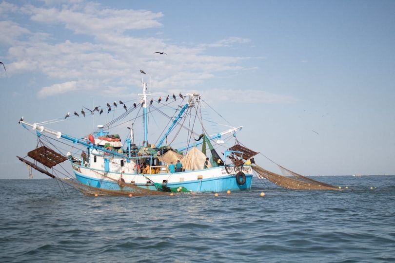 Recupera México certificación del camarón silvestre