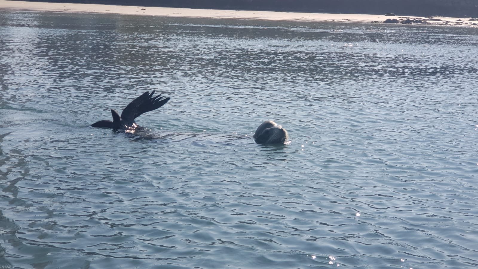 Atienden a lobo marino que paseaba en Playa Norte Atienden a lobo marino que paseaba en Playa Norte