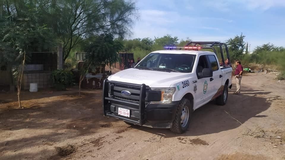 Atrapan a gato montés que había atacado a varios gallos de pelea en Los Mochis