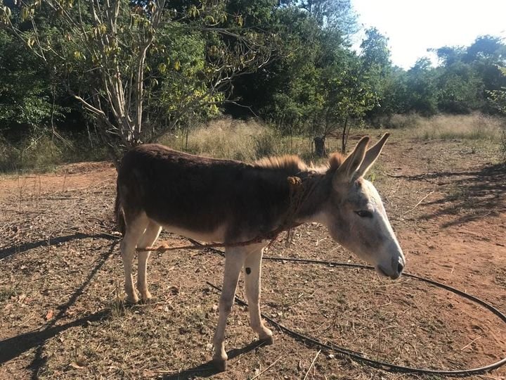 Tiene La Noria la primera reserva de burros de Sinaloa Tiene La Noria la primera reserva de burros de Sinaloa