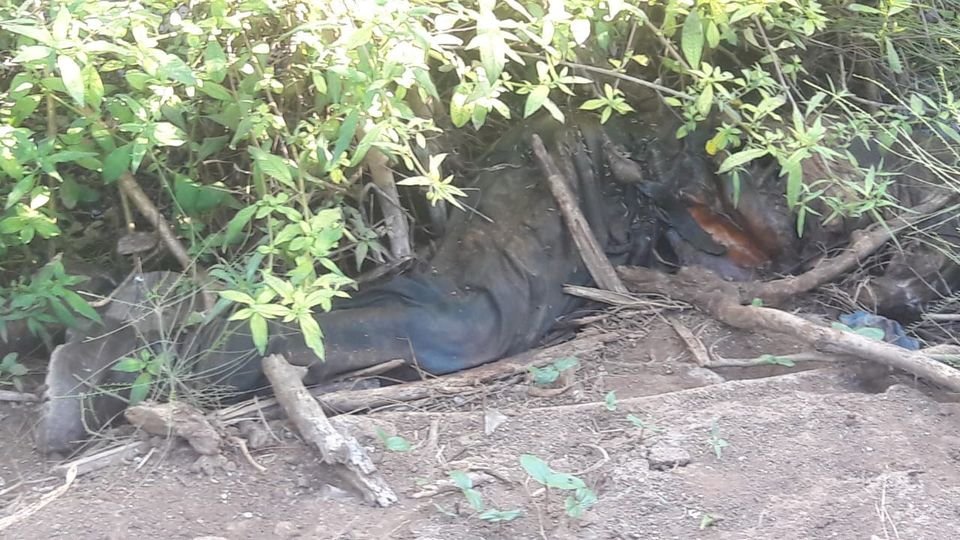 Encuentran cadáver de un hombre putrefacto en el Carrizo, Ahome Encuentran cadáver de un hombre putrefacto en el Carrizo, Ahome