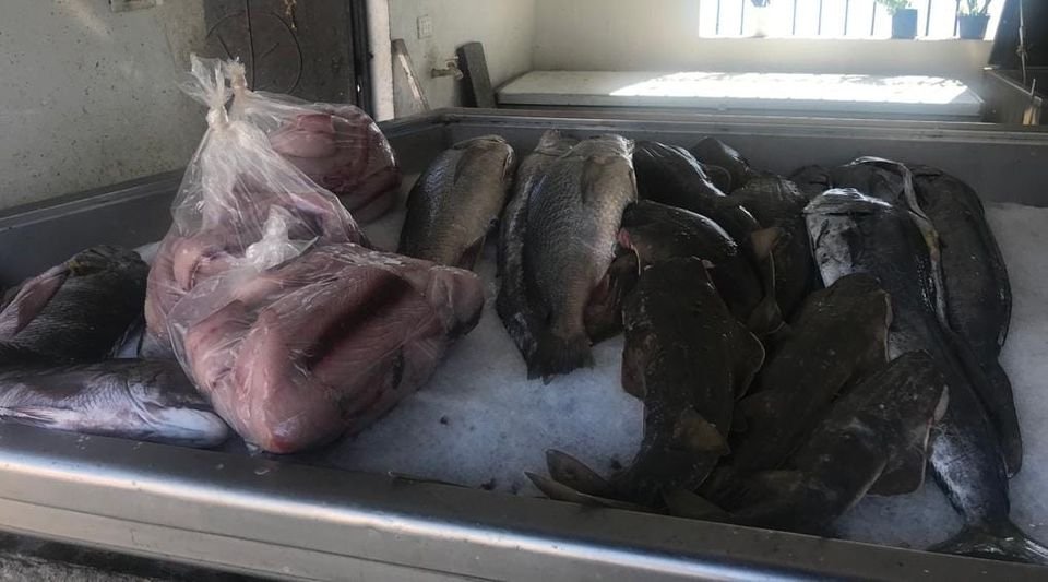 Garantiza Conapesca el abasto de pescados y mariscos durante la Cuaresma