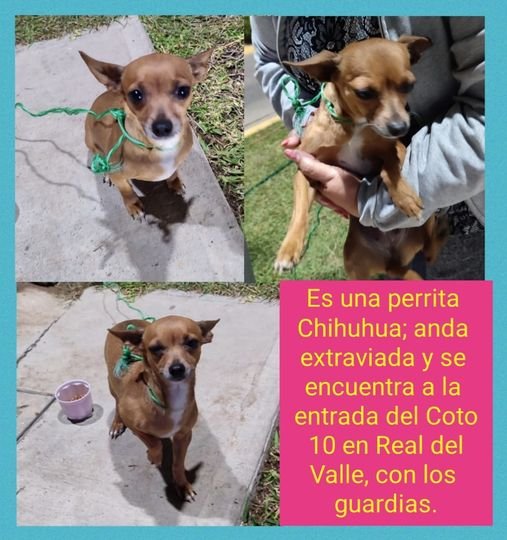 REPORTAN ESTA PERRITA EXTRAVIADA. SE ENCUENTRA A LA ENTRADA EL COTO 10, CON LO
