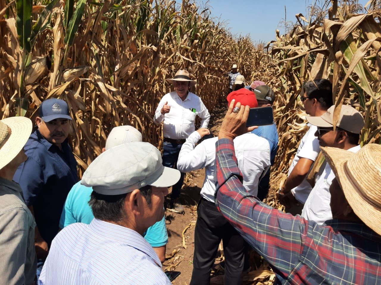*Agricultura de conservación, alternativa productiva ante incremento de insumos* *Agricultura de conservación, alternativa productiva ante incremento de insumos*