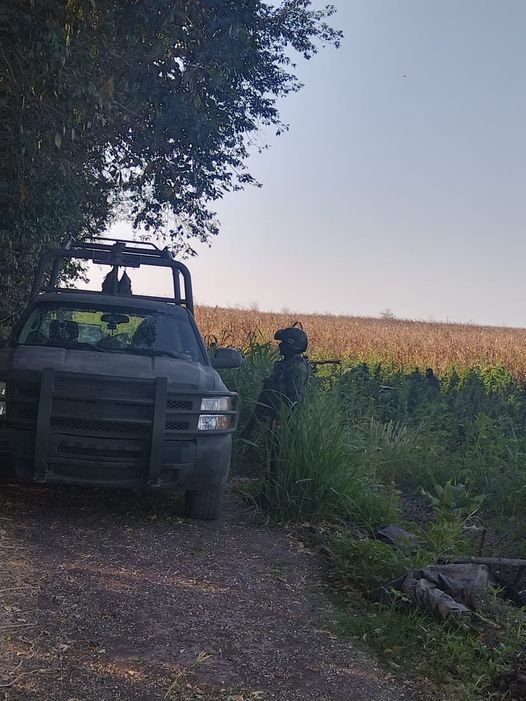 Ejército y PEP Sinaloa destruyen plantío de mariguana