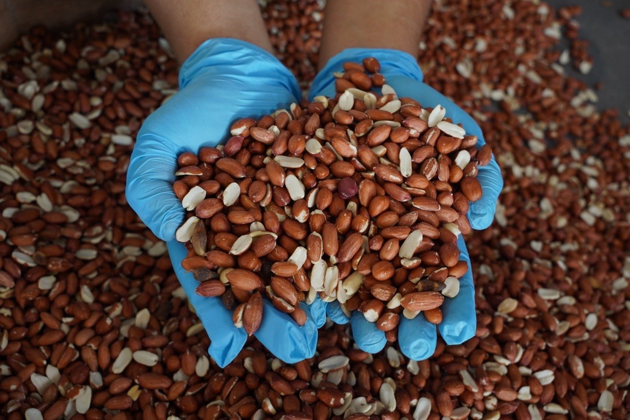 Empresa estadounidense productora de cacahuate explora oportunidades