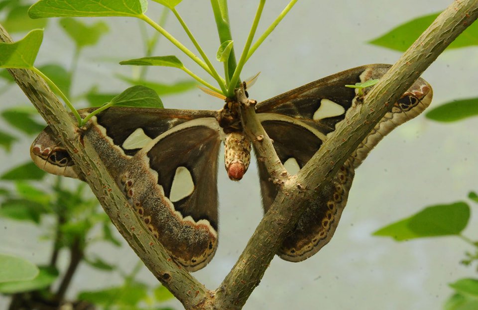 Pronostican una temporada favorable para la mariposa cuatro espejos