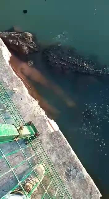 COCODRILO ATACA A UN HOMBRE Y ARRASTRA SU CADAVER EN LAGUNA DE TAMPICO.