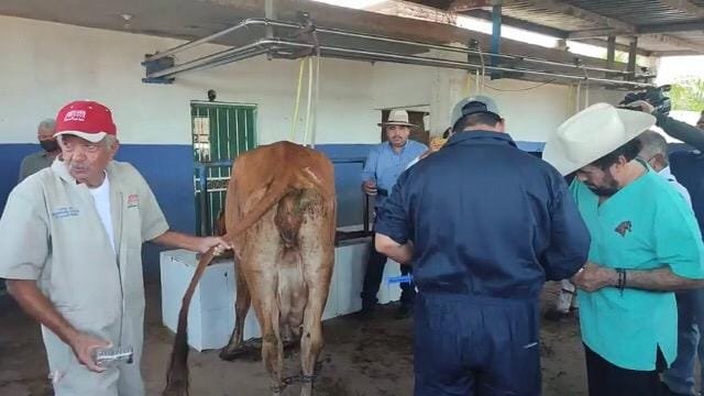 Inicia programa de inseminación artificial en el ganado en Mazatlán