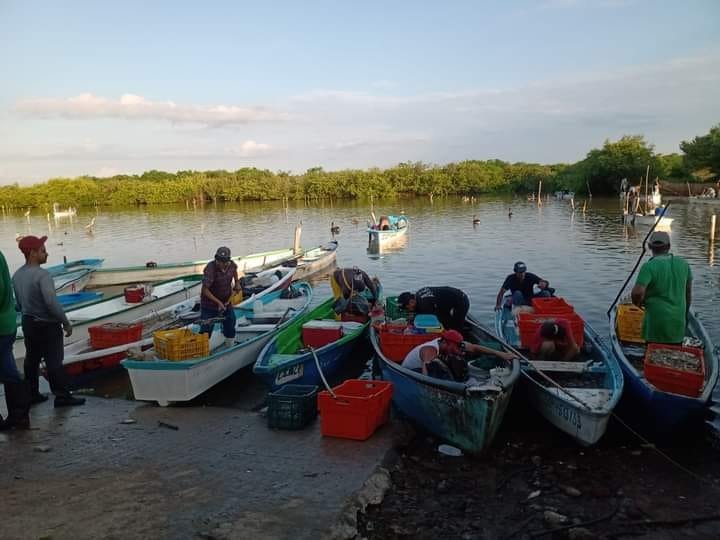Arrancan capturas de camarón en esteros y bahías de Sinaloa, algunos se autoveda Arrancan capturas de camarón en esteros y bahías de Sinaloa, algunos se autoveda