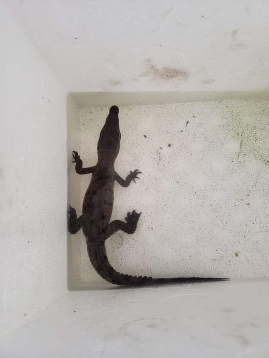 CAPTURAN CRÍA DE COCODRILO EN SANTA FÉ, ACUARIO MAZATLÁN RESGUARDA AL  REPTIL