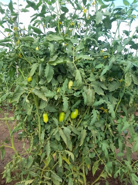 Cosecha de chiles se esperan a mediados de noviembre en Mazatlán