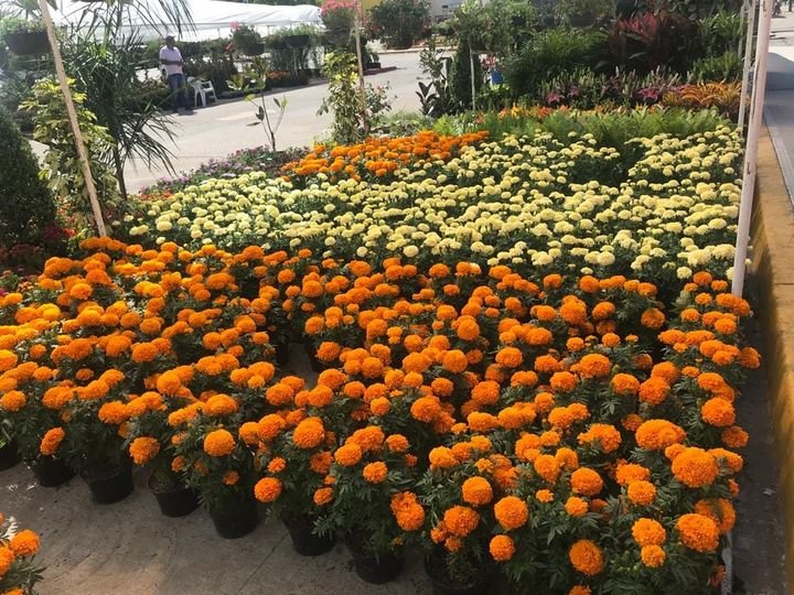 Empieza la venta de flor de Cempasúchil en Mazatlán
