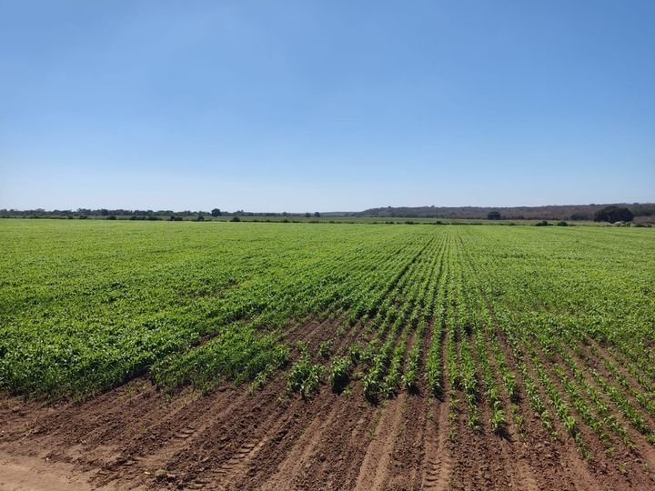 Siembras de chile en Mazatlán no registran afectaciones graves tras el paso de «