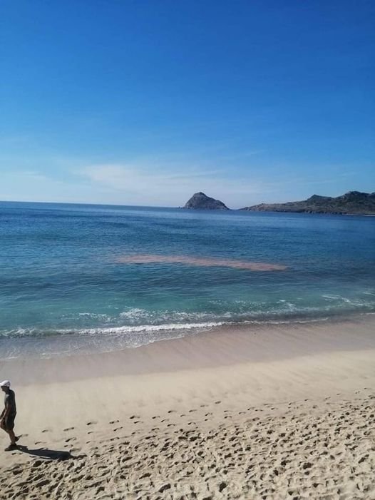 ALERTAN POR MAREA ROJA EN PLAYAS DE MAZATLÁN