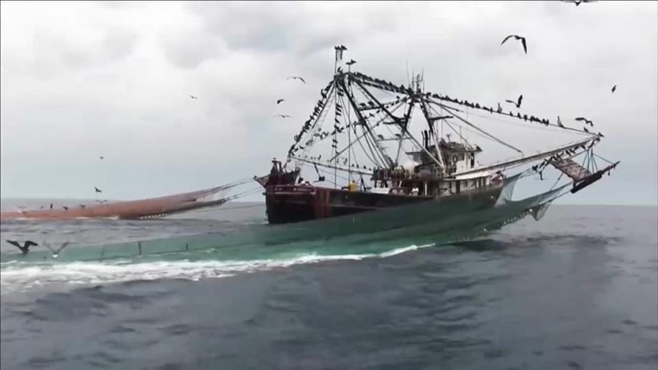 Exhortan a un buen manejo de excluidores de tortugas en la pesca