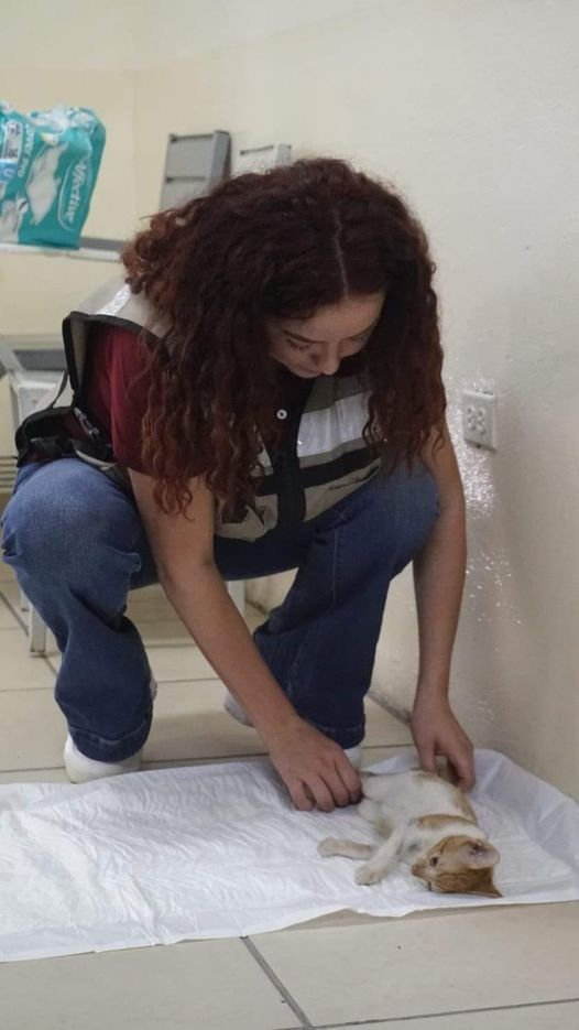 *Por buena respuesta, continúa la campaña municipal de esterilización de animale *Por buena respuesta, continúa la campaña municipal de esterilización de animale