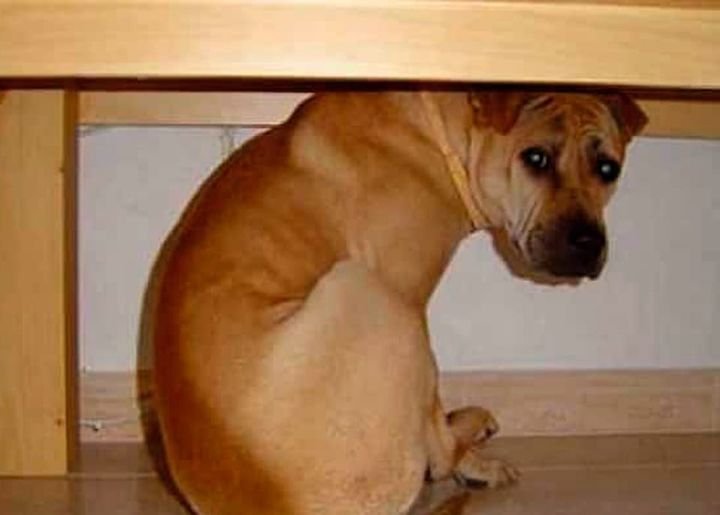 *Conciencia y humanidad; Ecología hace un llamado a ¡no pirotecnia!* *Conciencia y humanidad; Ecología hace un llamado a ¡no pirotecnia!*