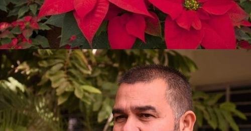 QUE LA FLOR DE NOCHEBUENA QUE ADORNA EN DICIEMBRE AL MUNDO ES NATIVA DE CONCORDI