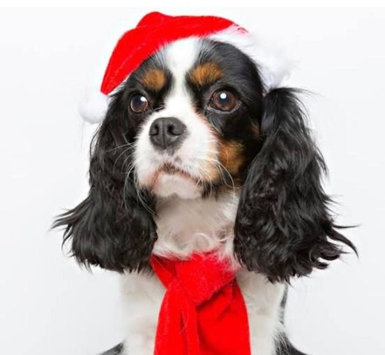 *Recomienda Ecología no regalar mascotas esta navidad.* *Recomienda Ecología no regalar mascotas esta navidad.*