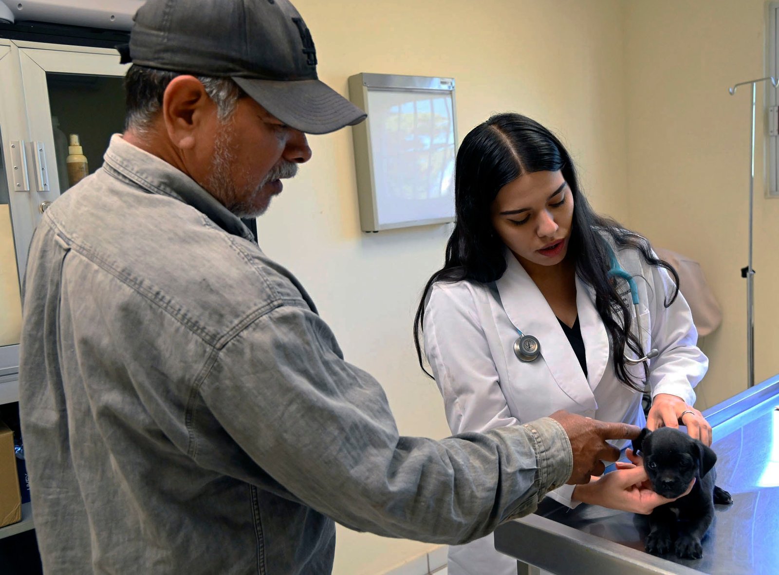 Uso de pirotecnia y sus consecuencias en los perros y gatos