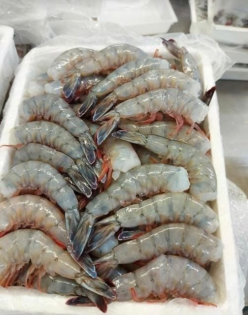 Cae precio de camarón de altamar un 30 por ciento Cae precio de camarón de altamar un 30 por ciento