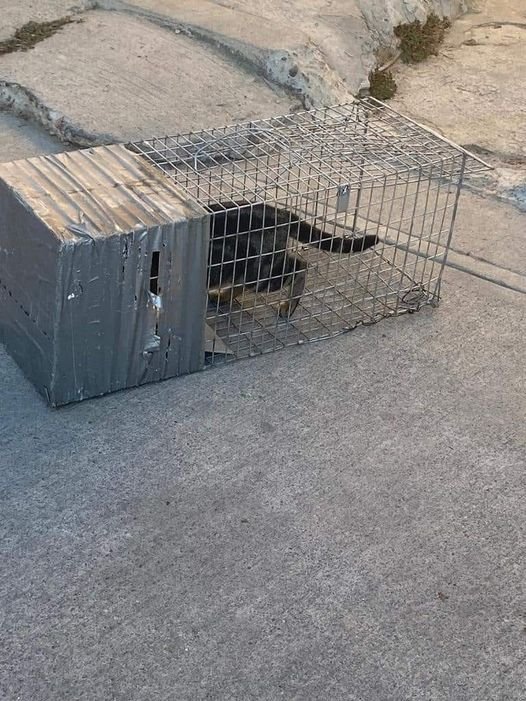 Capturar, esterilizar y soltar: Ecología trabaja en un intenso operativo