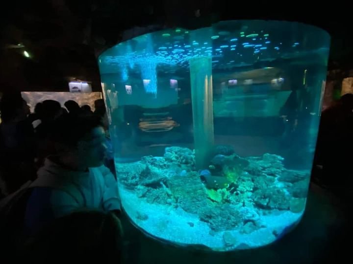 Especies de Acuario Mazatlán no se van a Veracruz: Pablo Rojas Zepeda