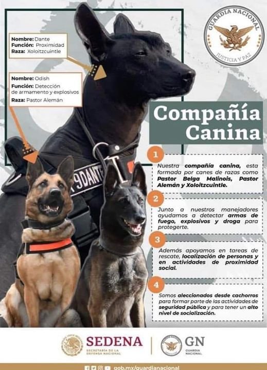 Te invitamos a conocer acerca de la compañía canina que tiene la #GuardiaNaciona