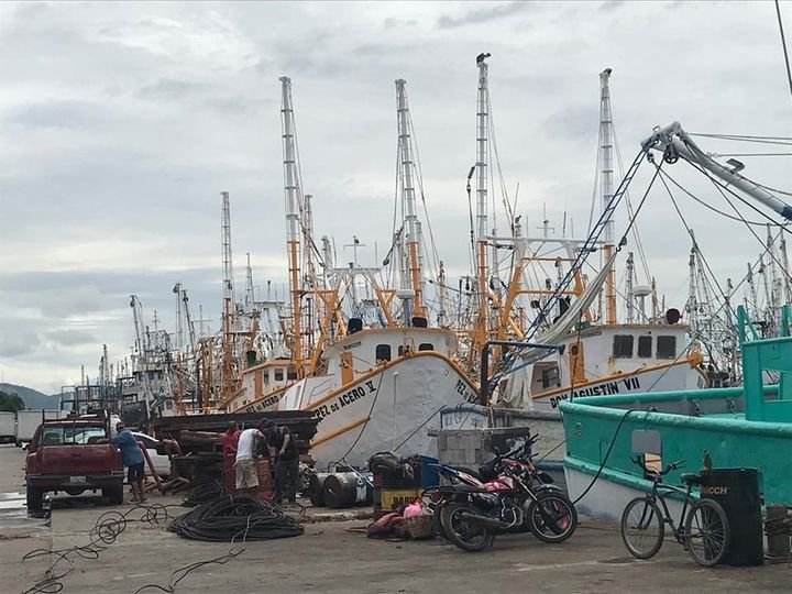 Temporada de camarón a punto de terminar en Mazatlán