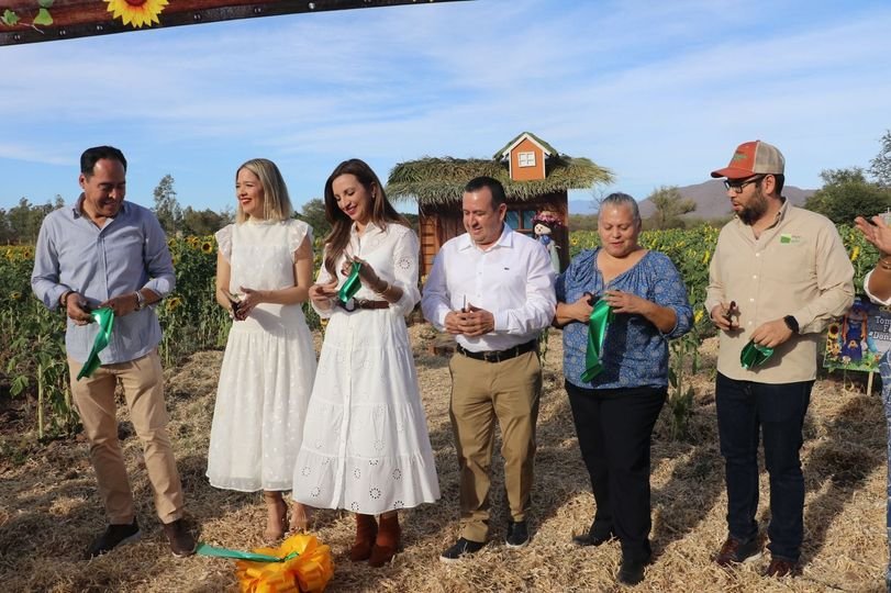 Abren temporada en el campo de girasoles en Mocorito Pueblo Mágico