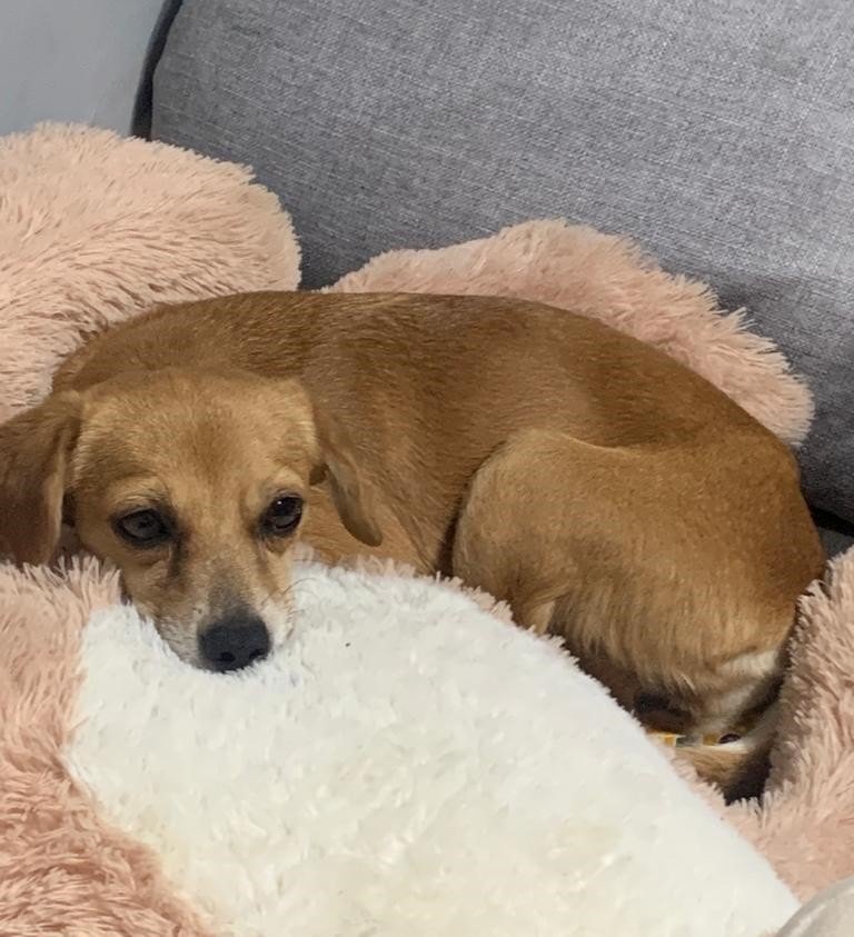 Existe más conciencia sobre la importancia de esterilizar a perros y gatos