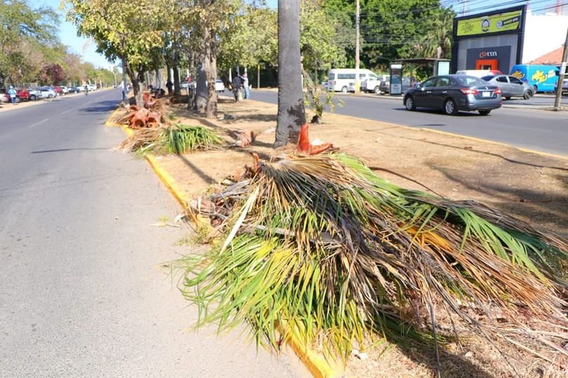 *Refuerza parques y jardines trabajos de rehabilitación de camellones en avenida *Refuerza parques y jardines trabajos de rehabilitación de camellones en avenida