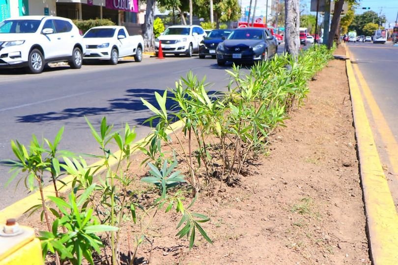 *Servicios públicos trabaja en la mejora urbana de avenida Miguel Alemán.*