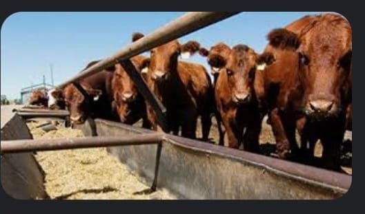 POR EL MOMENTO SECTOR GANADERO NO RESIENTE SEQUÍA POR EL MOMENTO SECTOR GANADERO NO RESIENTE SEQUÍA