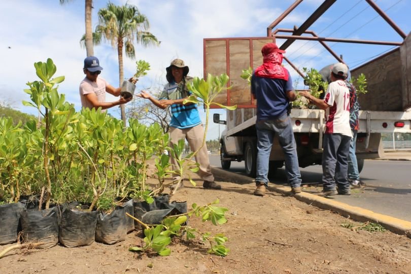 *Plantan ornatos en camellón central de avenida Leonismo.*