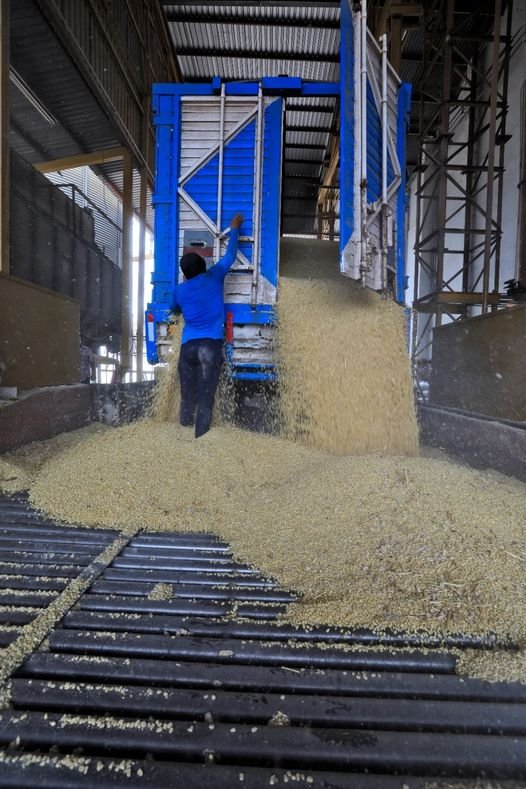 A todos los pequeños productores se les comprará su maíz: Rocha