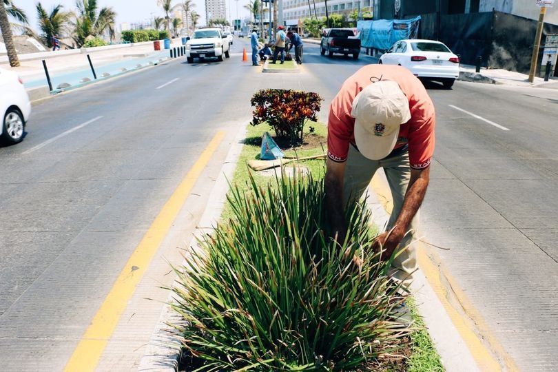 *Dan mantenimiento a jardinería y palapas del paseo costero previo a las lluvias *Dan mantenimiento a jardinería y palapas del paseo costero previo a las lluvias