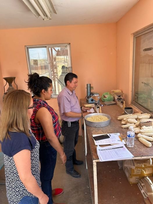 Este lunes inicia SEGALMEX con los registros para pagar el maíz