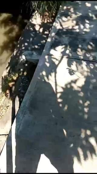 AGUAS NEGRAS Y PESTILENTES CORREN POR EL CANAL PLUVIAL DEL FOVISTE JABALIES,  EN