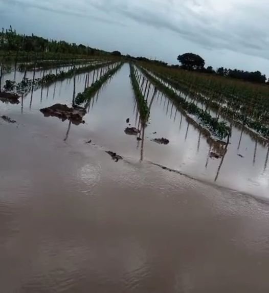 Deja norma alrededor de 400 hectáreas de hortalizas  bajo el agua en Mazatlán