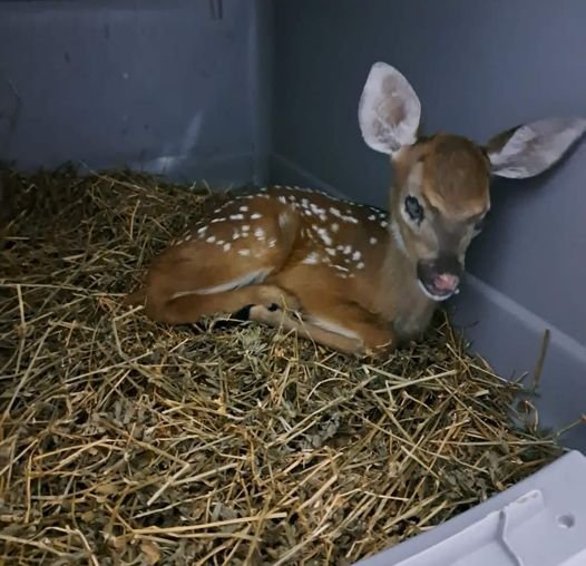 Bambina cumple 3 meses en el Gran Acuario Mazatlán