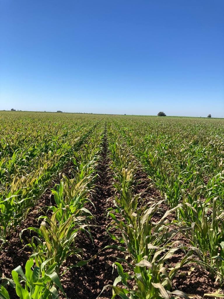 Avizora especialista posibles enfrentamientos entre agricultores por el agua par
