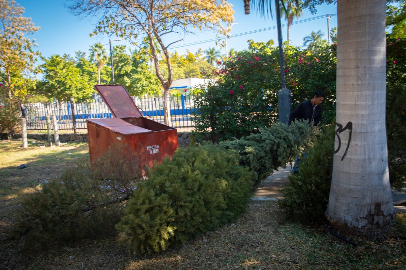 *Centros de acopio recolectan 250 pinos navideños para la elaboración de compost