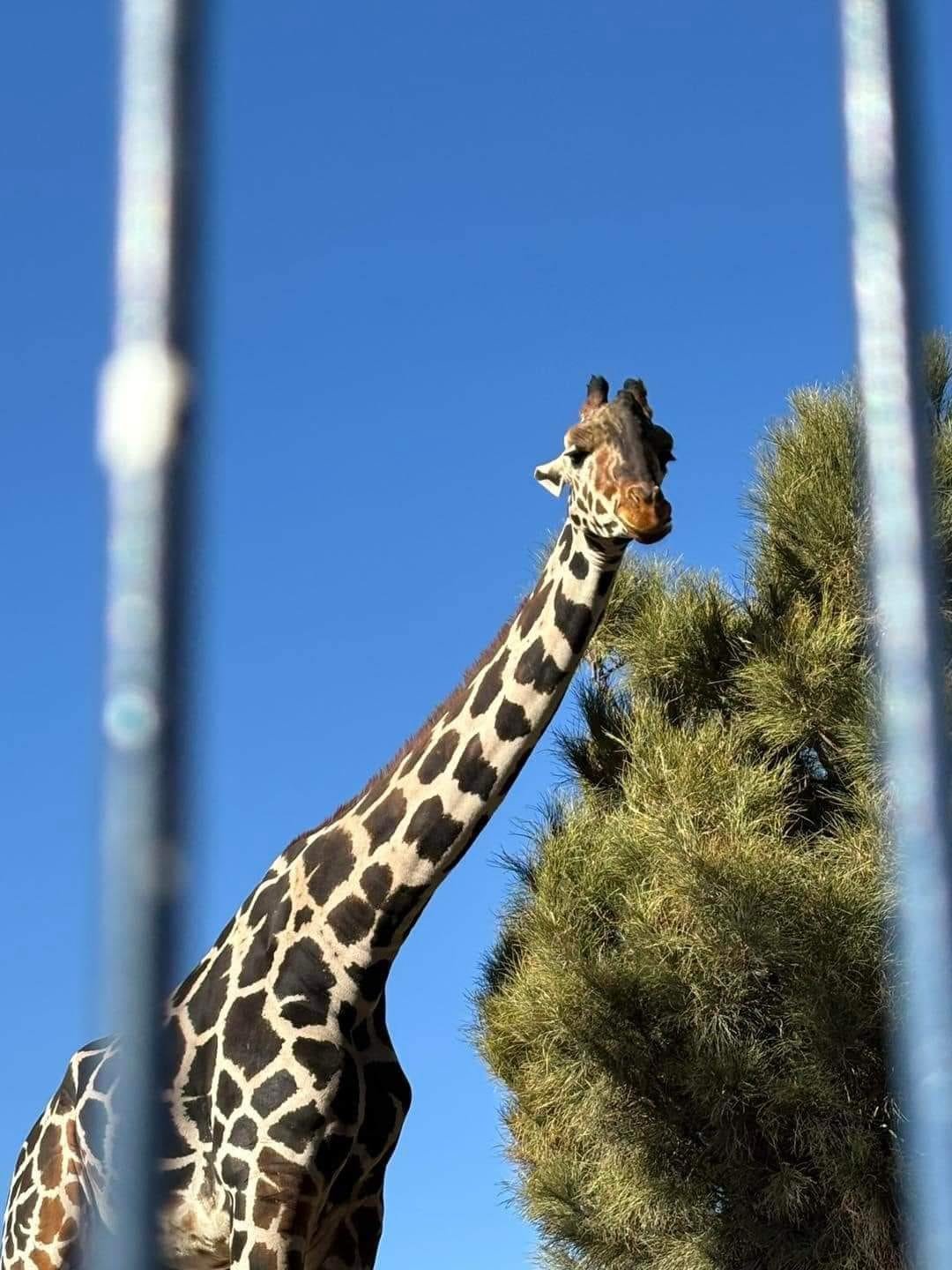 LA JIRAFA BENITO LLEGA A SU NUEVO HOGAR  Benito ha alcanzado con éxito Africam S